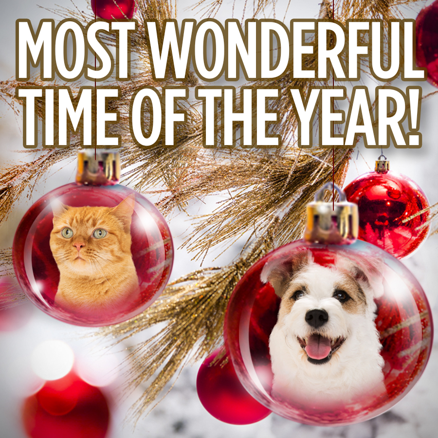 It's The Most Wonderful Time Of The Year Film It's the Most Wonderful Time of the Year