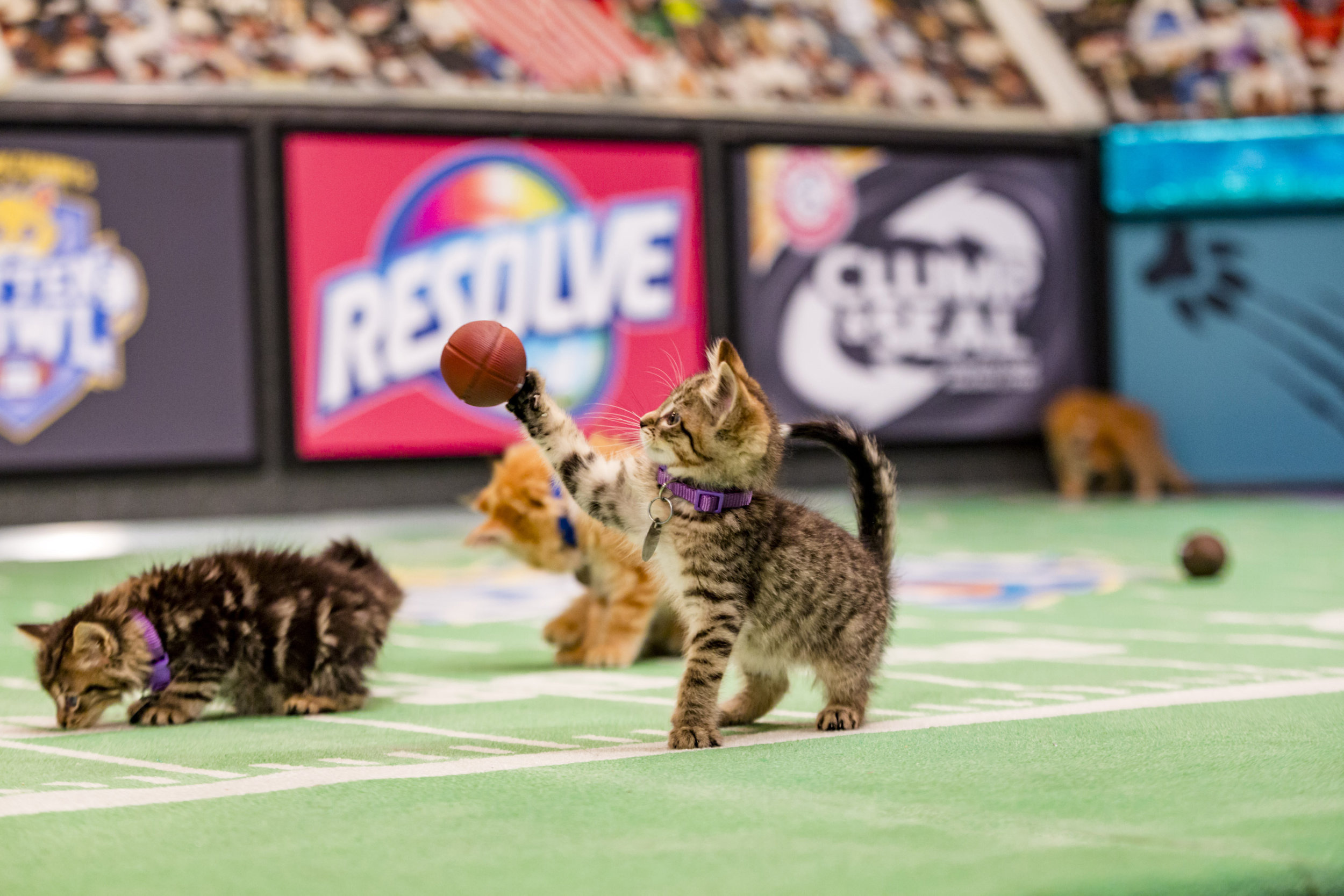 kitten bowl iii photo gallery 7 hallmark channel adopt a family christmas 2019