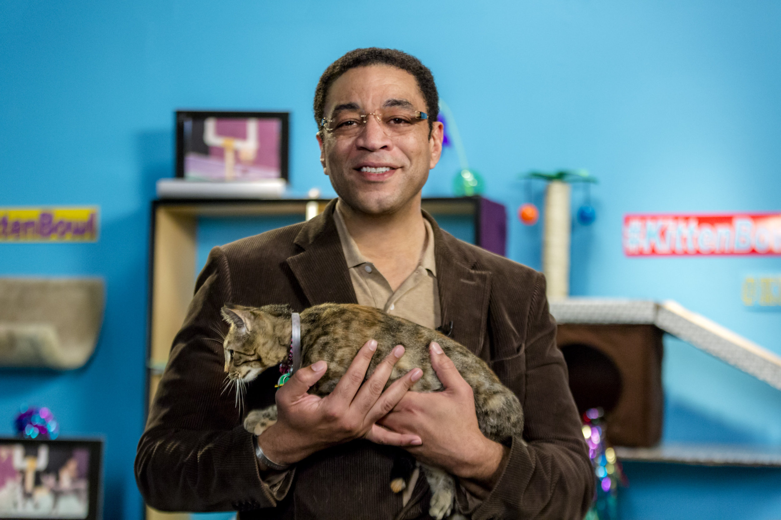 kitten bowl iii photo 6 talent hallmark christmas movies schedule 2019