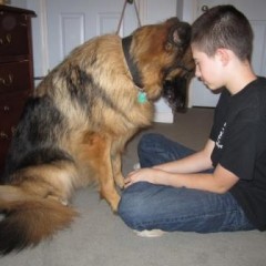 Trained Psychiatric Service Dogs For Sale Trained Psychiatric Service Dogs For Sale