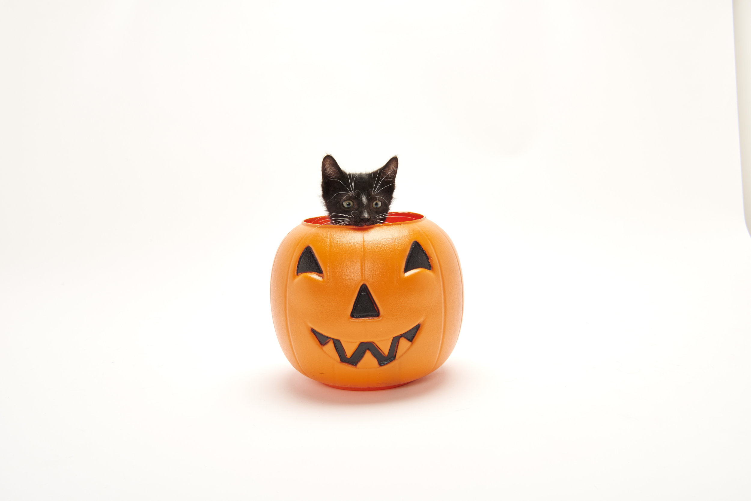 kitten bowl 39 s fall celebration 20 hallmark first christmas 2019