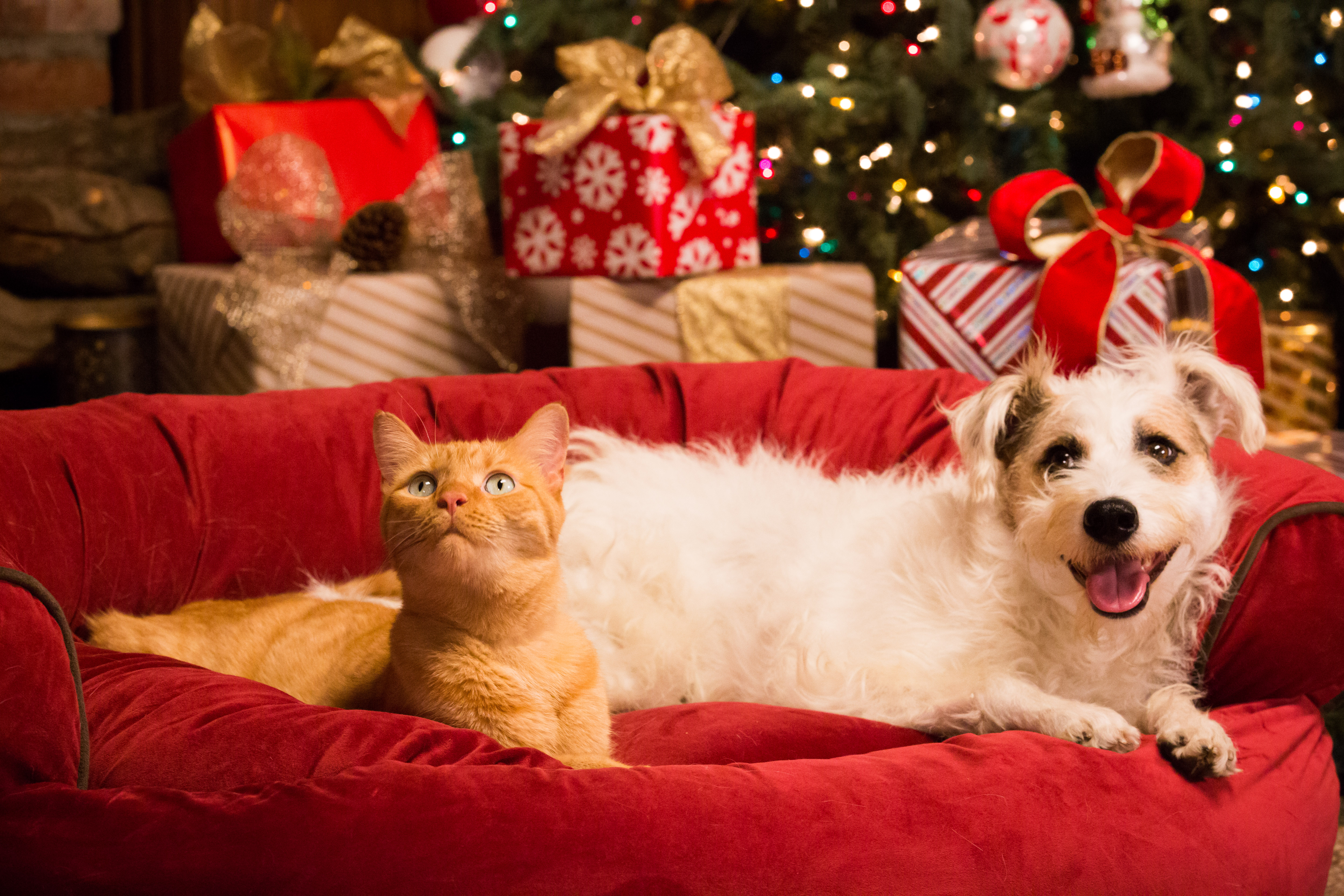 Photos from A Very Happy Yule Log 5