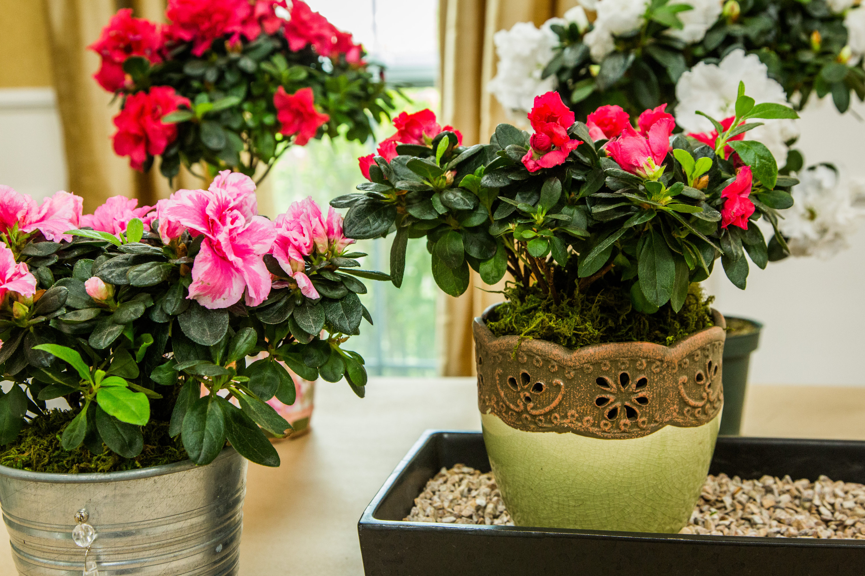 Caring For Azaleas Home Family Hallmark Channel