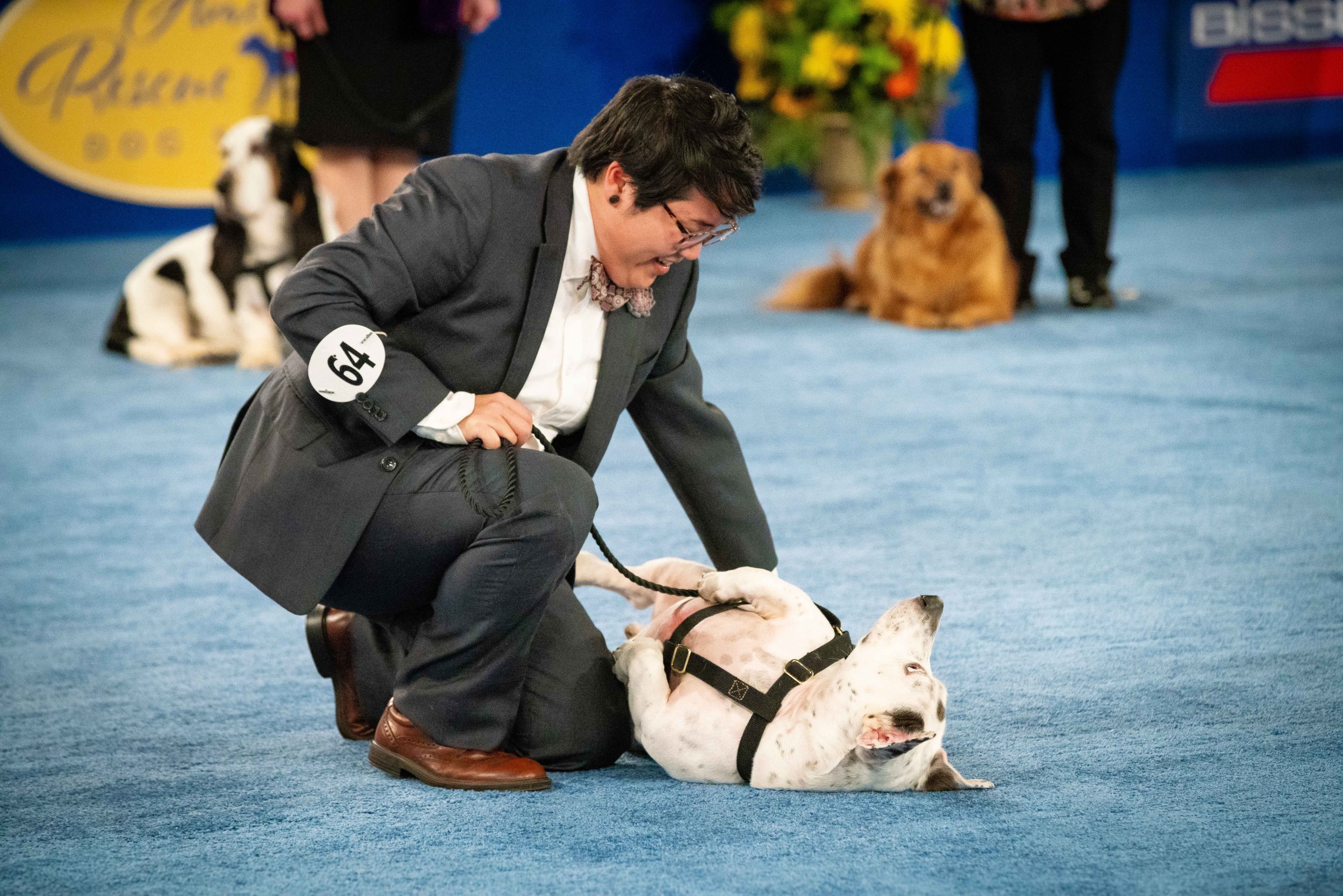 Photos from American Rescue Dog Show 21