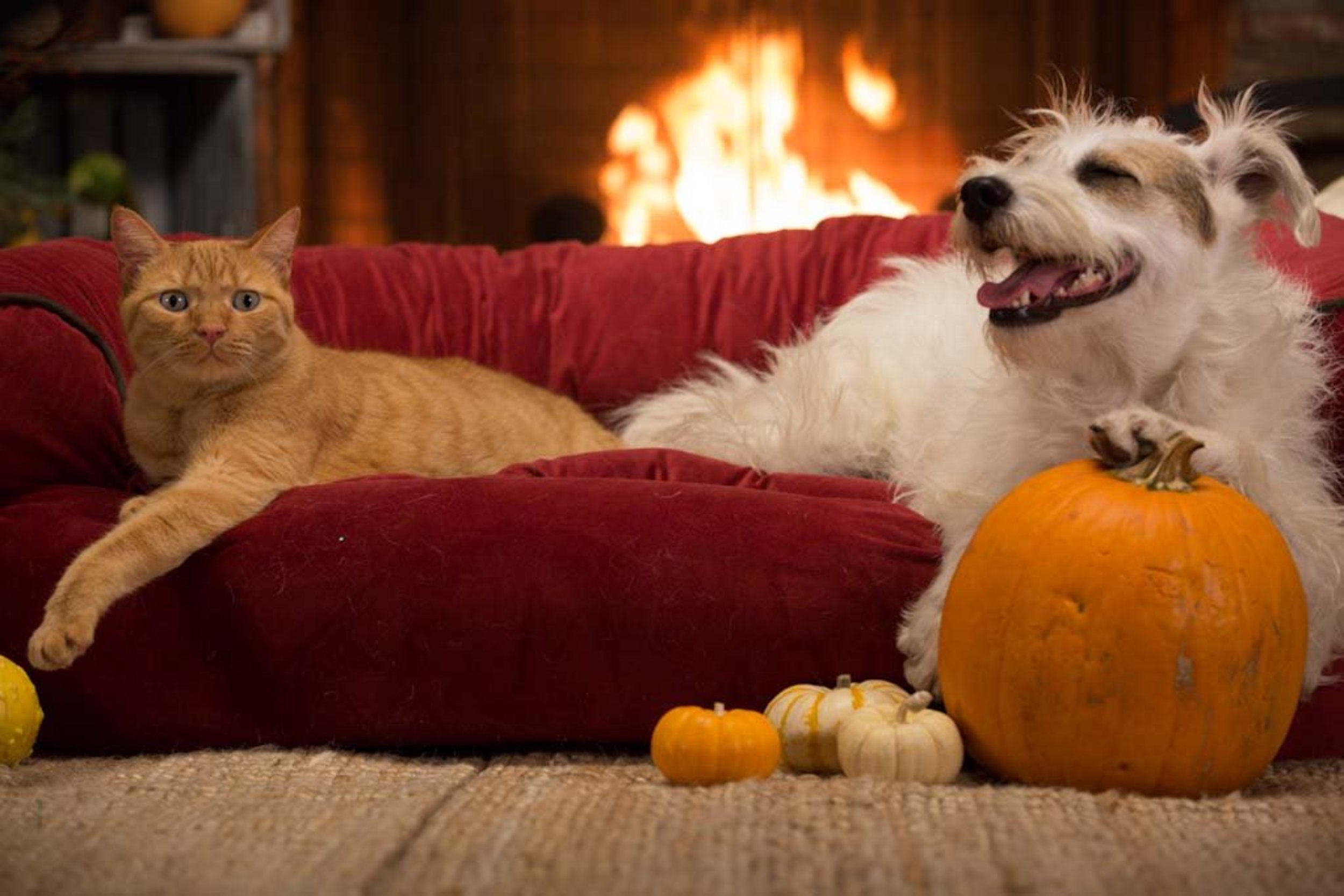 Preview A Happy & Friends Yule Log Hallmark Movies and Mysteries