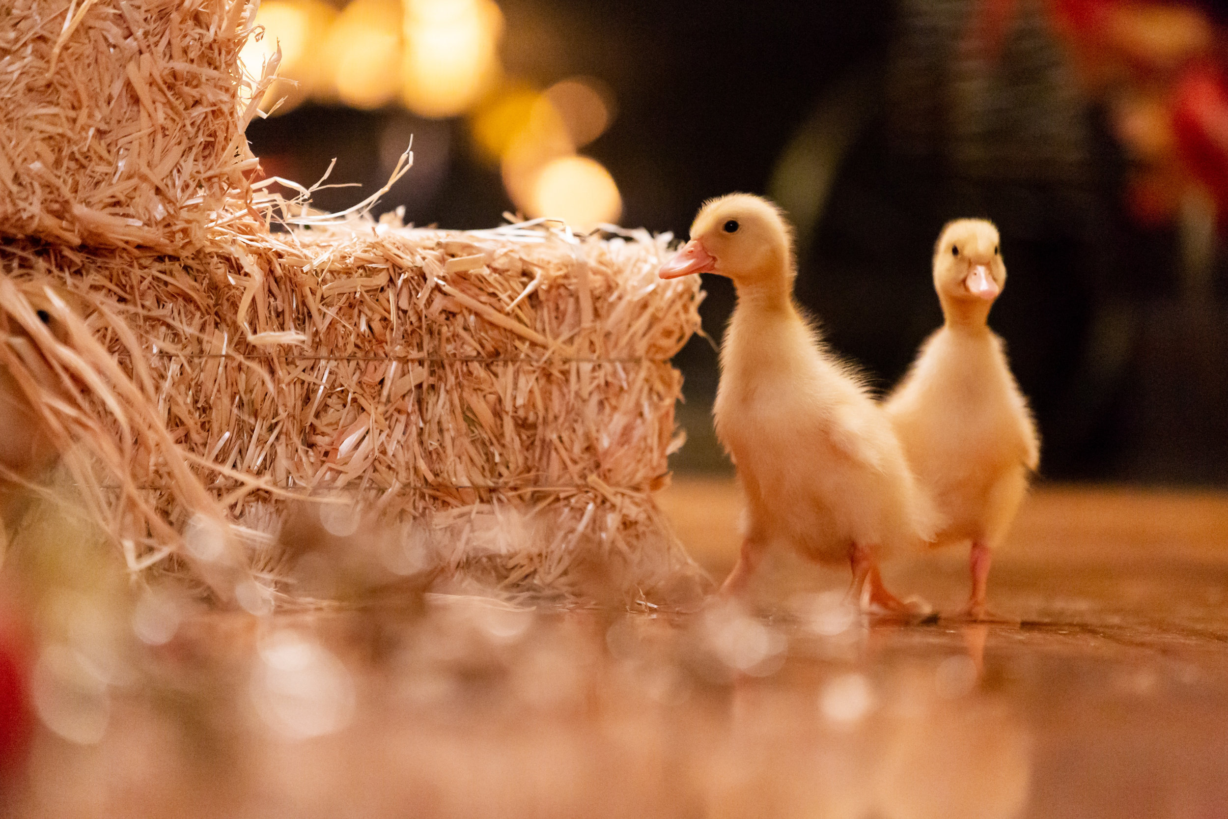 A Happy & Friends Yule Log Photos A Happy Yule Log Hallmark Movies