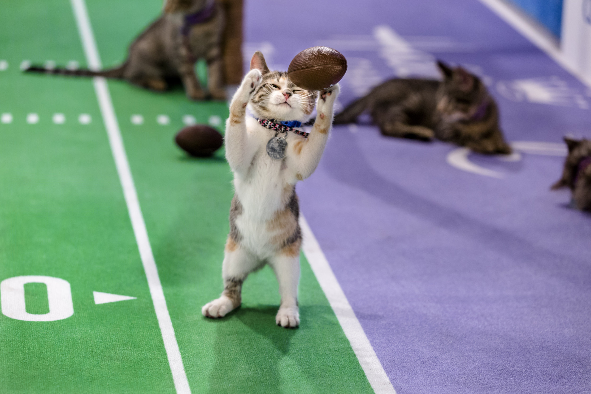 Kitten Bowl VI Live Training Cam Kitten Bowl V Hallmark Channel